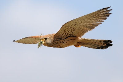 <h5>Lesser Kestrel - בז אדום - <i>Falco naumanni<i></h5>