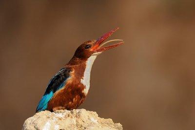 White-throated Kingfisher - שלדג לבן-חזה