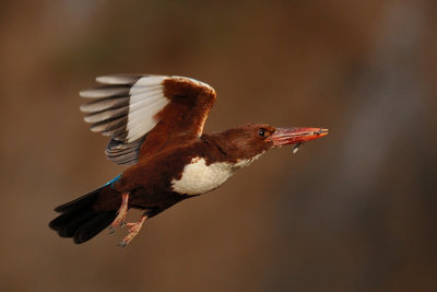 White-throated Kingfisher - שלדג לבן-חזה