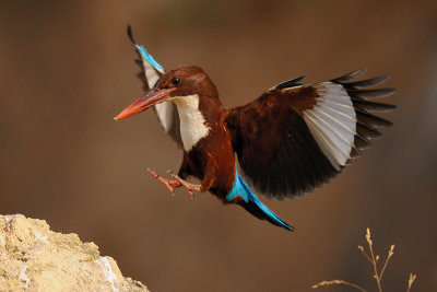 White-throated Kingfisher - שלדג לבן-חזה