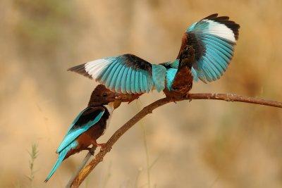 White-throated Kingfisher - שלדג לבן-חזה