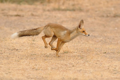 Red Fox - שועל מצוי - Vulpes vulpes