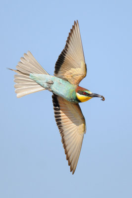 European Bee-eater - שרקרק מצוי - Merops apiaster