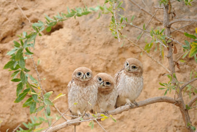 Little Owl - כוס החורבות - Athene noctua