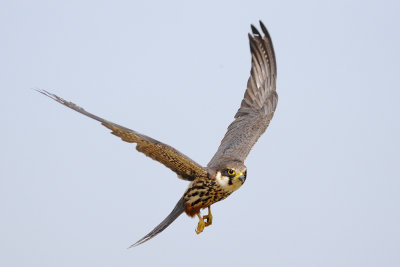 Eurasian Hobby - בז עצים - Falco subbuteo