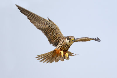 Eurasian Hobby - בז עצים - Falco subbuteo