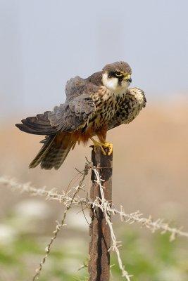 Eurasian Hobby - בז עצים - Falco subbuteo