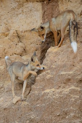 Red Fox - שועל מצוי - Vulpes vulpes
