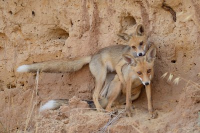 Red Fox - שועל מצוי - Vulpes vulpes