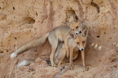 Red Fox - שועל מצוי - Vulpes vulpes