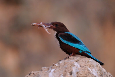 White-throated Kingfisher - שלדג לבן-חזה