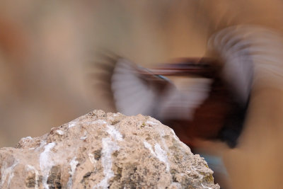 White-throated Kingfisher - שלדג לבן-חזה