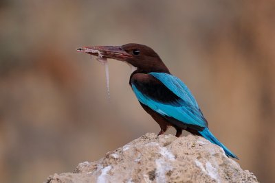 White-throated Kingfisher - שלדג לבן-חזה