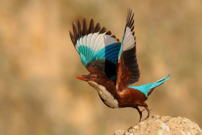 White-throated Kingfisher - שלדג לבן-חזה