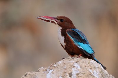 White-throated Kingfisher - שלדג לבן-חזה