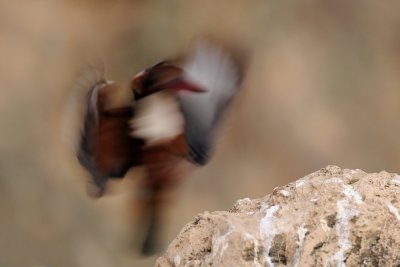 White-throated Kingfisher - שלדג לבן-חזה