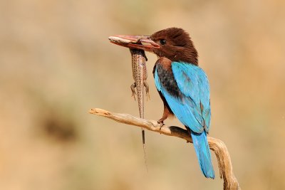 White-throated Kingfisher - שלדג לבן-חזה