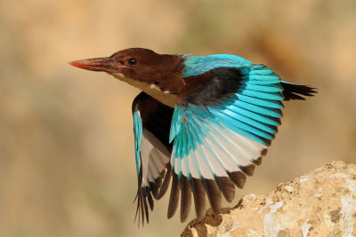 White-throated Kingfisher - שלדג לבן-חזה