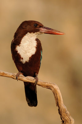 White-throated Kingfisher - שלדג לבן-חזה