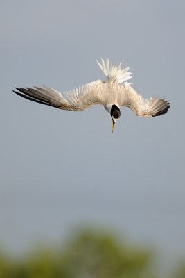 Little Tern - שחפית גמדית - Sterna albifrons