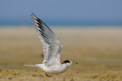 Common Tern - שחפית ים - Sterna hirundo