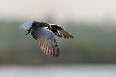 White-winged Tern - מרומית לבנת-כנף