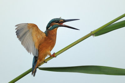 Common Kingfisher - שלדג גמדי - Alcedo atthis