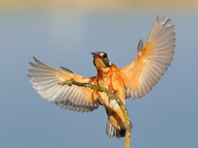 Common Kingfisher - שלדג גמדי - Alcedo atthis