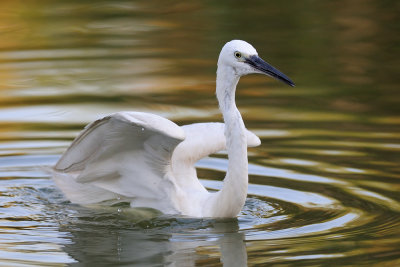 Little Egret - לבנית קטנה - Egretta grazetta