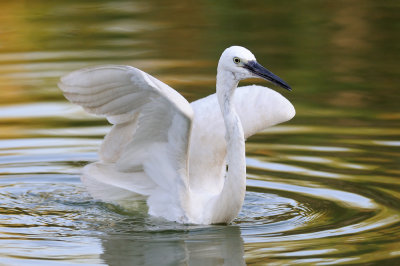 Little Egret - לבנית קטנה - Egretta grazetta