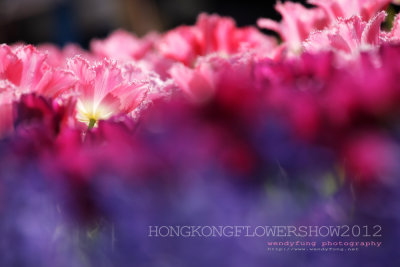 Hong Kong Flower Show 2012