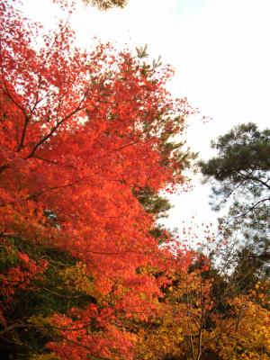 Beautiful red leaves