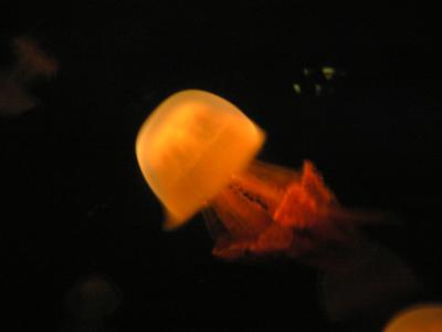 Beautiful jelly fish
