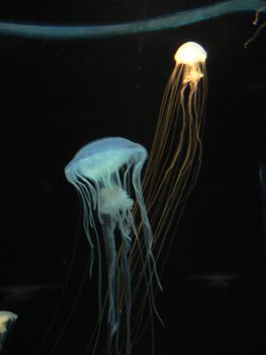 Beautiful jelly fish