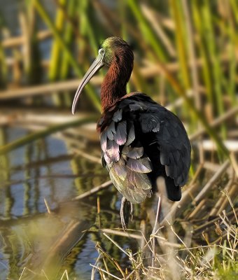 GLOSSY IBIS