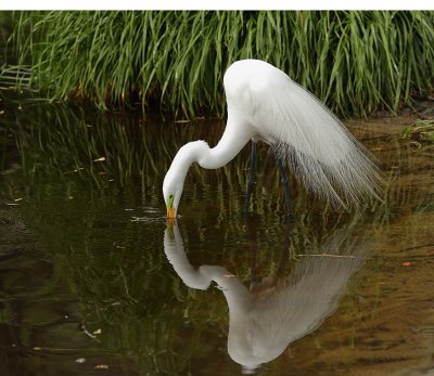 GREAT EGRET