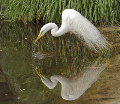 GREAT EGRET