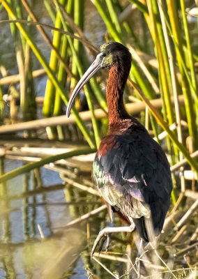 GLOSSY IBIS