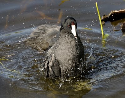 AMERICAN COOT