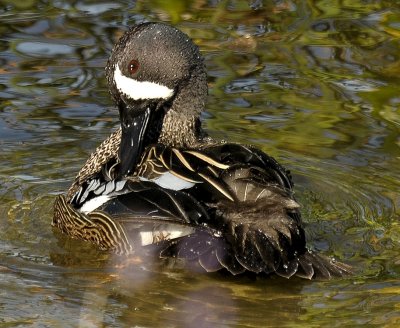 BLUE-WINGED TEAL