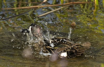 BLUE-WINGED TEAL