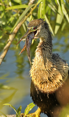 ANHINGA
