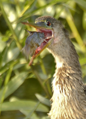 ANHINGA