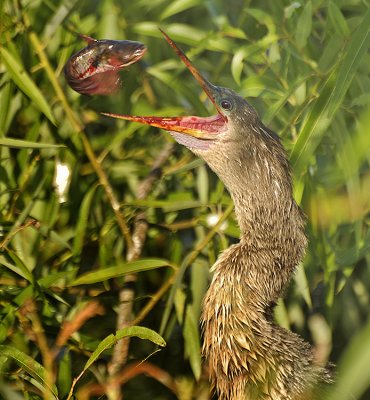 ANHINGA