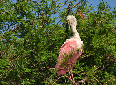 ROSEATE SPOONBILL