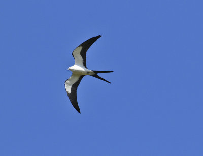 SWALLOW TAILED KITE