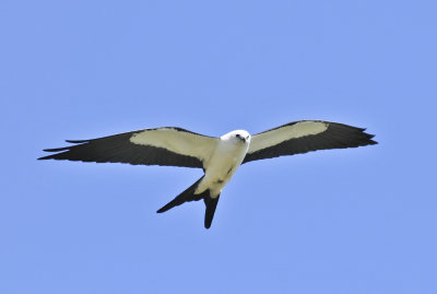 SWALLOW TAILED KITE