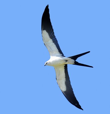 SWALLOW-TAILED KITE