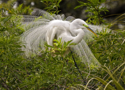 GREAT EGRET