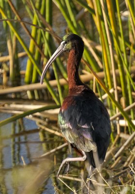 GLOSSY IBIS